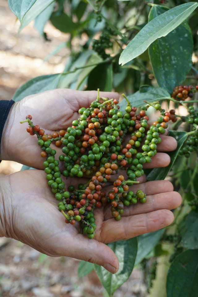 Fresh green pepper spikes on vine