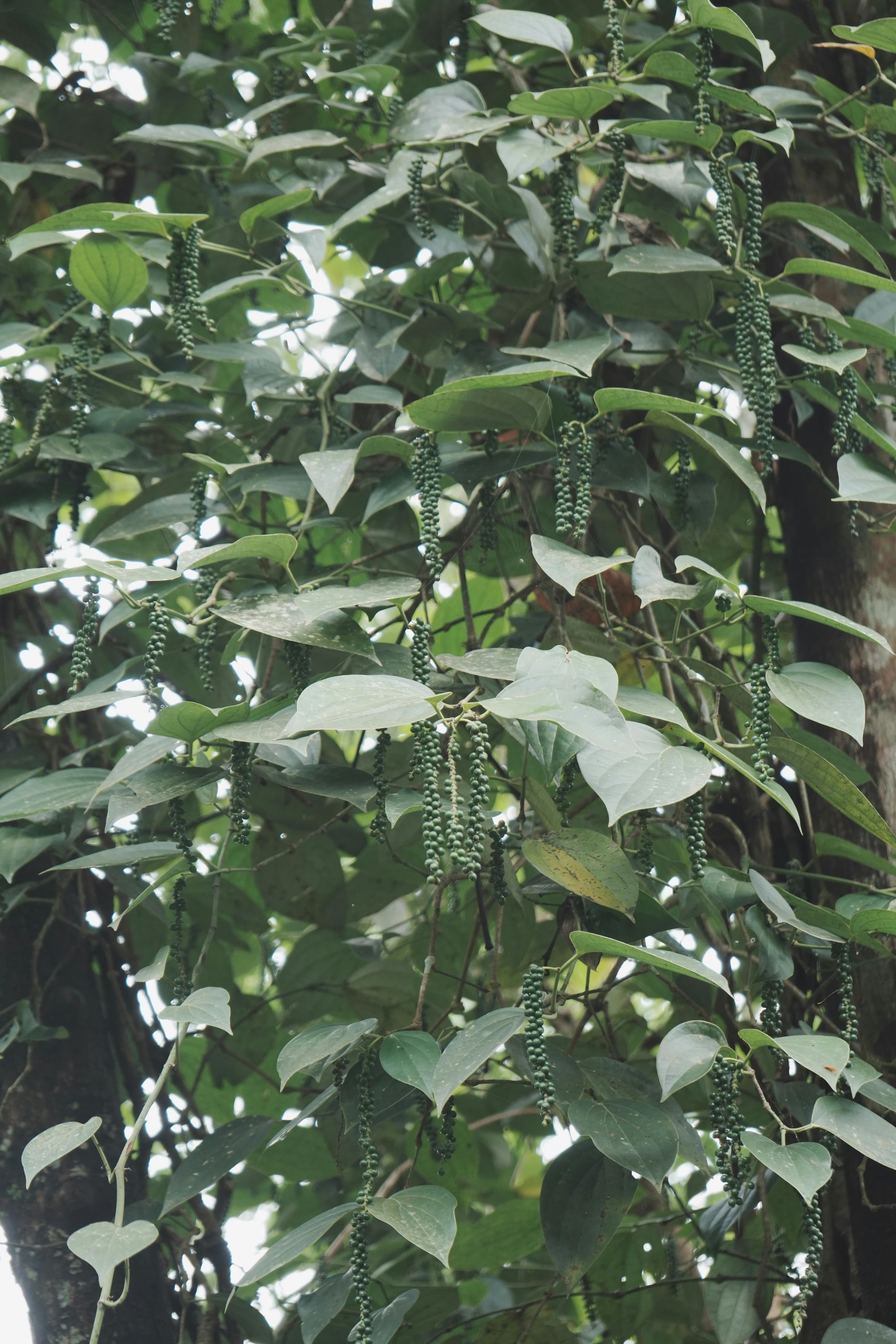 Spice plantation landscape overlay