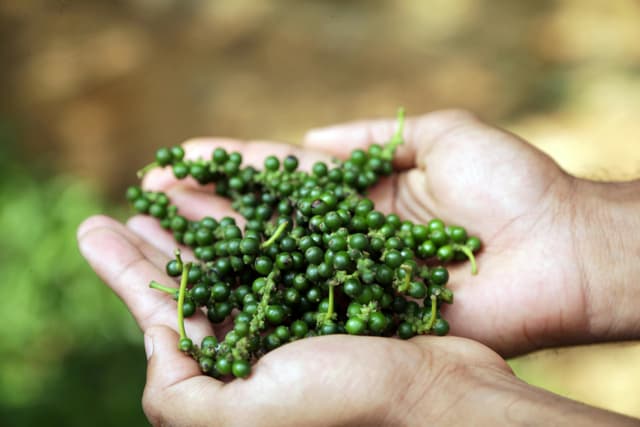 Harvested raw green pepper berries